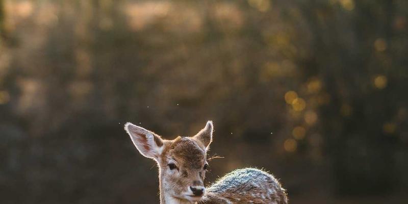 GCTAA视角：行政事业单位政府会计制度（平行记账）难点解析与实操精要